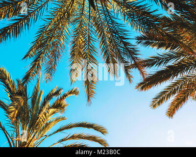 Palms against blue sky, Palm trees at tropical coast, vintage toned and stylized, coconut tree, summer, retro