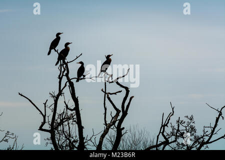 The silhouette of four cormorant birds perched on top of a leafless tree against blue sky in the winter of California Central Valley, three looking in Stock Photo