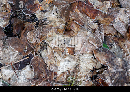 Backdrop of frosty deciduous autumn leaves lying on the ground in winter Stock Photo