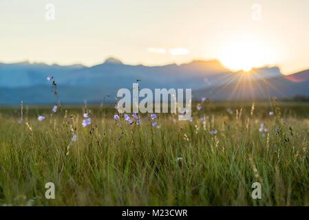 Alberta, Canada.  Purple wildflowers in a meadow at sunset in the Foothills of the Rocky Mountains in summer. Stock Photo