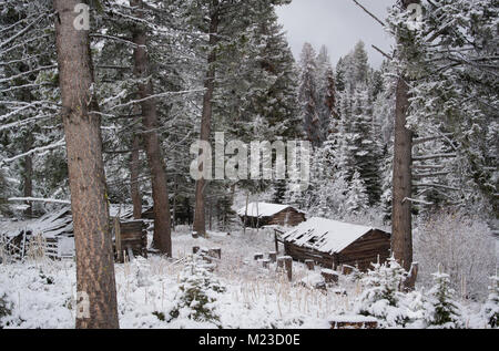Cabins lined across the wooded mountainside at the Coloma mining town, off the Garnet Range Road, northwest of Drummond, Montana in Missloula County.  Stock Photo