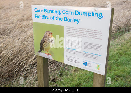 Corn Bunting conservation - uncut barley field in winter - Fife, Scotland, UK Stock Photo