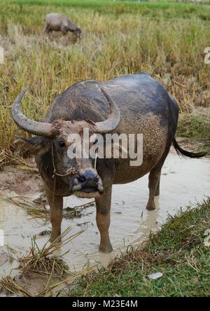 Buffalos, Krakor, Cambodia Stock Photo
