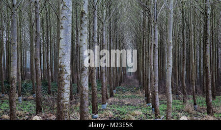 An image of Silver Birch trees shot on a dreary grey winter's day in England UK. Stock Photo