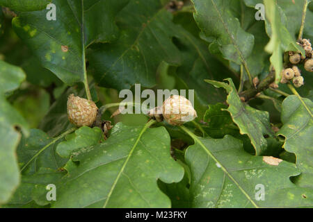 Artichoke Gall, Andricus foecundatrix on an Oak Tree Stock Photo