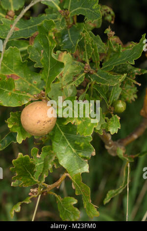 Oak marble gall, Andricus kollari Stock Photo