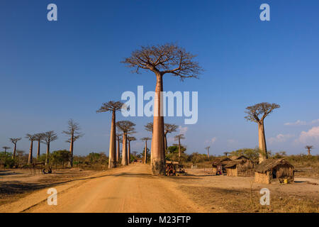 Baobab - Adansonia grandidieri, Madagascar west coast. Travel Madagascar. Holidays. Iconic tree. Stock Photo