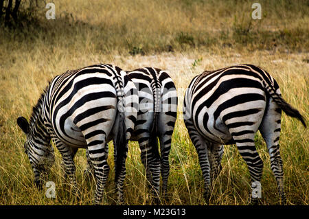 Zebras eating in Africa Stock Photo