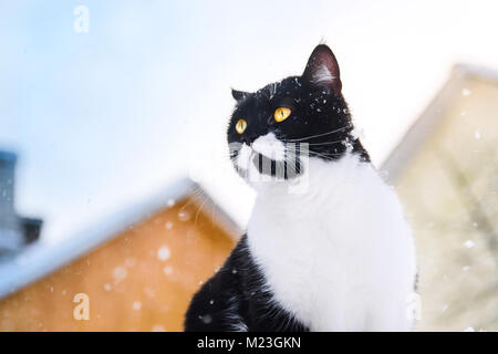 The cat sits on a roof during snowfall. Winter day. Stock Photo