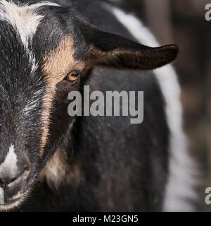 Nigerian Dwarf Goat close up portrait Stock Photo