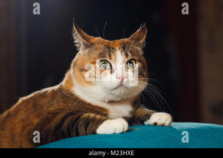 Pretty ginger cat pricked up ears in the alert. Surprised cat, funny emotions. Stock Photo