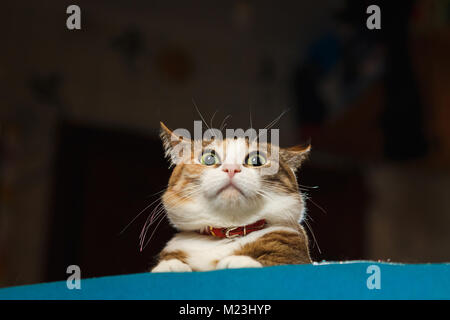 Pretty ginger cat pricked up ears in the alert. Surprised cat, wide opened eyes, funny emotions. Stock Photo
