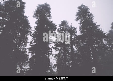 Landscape with fog among pine trees in mountain forest Stock Photo - Alamy
