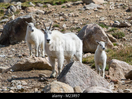 Female Mountain Goat with two kids. Mountain Goats (Oreamnos americanus) inhabit some of the most inhospitable regions in North America. Stock Photo