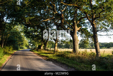 Harvey's Lane, a traditional narrow English country lane, runs through an avenue of trees beside farmland at Little Horsted near Uckfield in East Suss Stock Photo