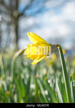 Bromsgrove, UK. 4th February, 2018. UK weather: bright morning sunshine in Worcestershire awakens the bright yellow, wild daffodils (Narcissi). A single daffodil flower (narcissus, close up) opens in the sunlight, a sign from nature reminding us that spring is on the way. Credit: Lee Hudson/Alamy Live News Stock Photo