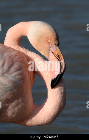 Greater Flamingo, Phoenicopterus ruber, Adult Portrait, Camargue, Provence, France Stock Photo