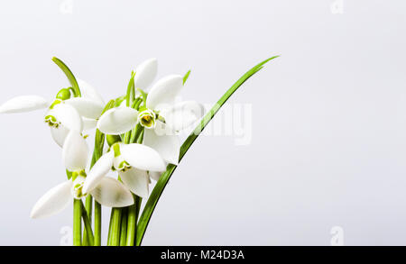 Snowdrop winter flowers bouquet on white background Stock Photo