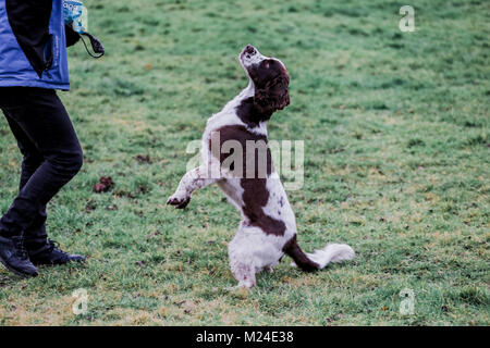 Liver and White Springer Spaniel on a walk outside, Oxfordshire, UK. Stock Photo