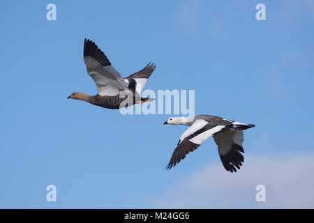 A pair of Upland Goose in flight Stock Photo