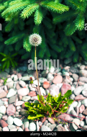 Ripe dandelion with spruce in the background Stock Photo