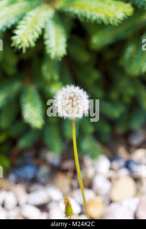 Ripe dandelion with spruce in the background Stock Photo