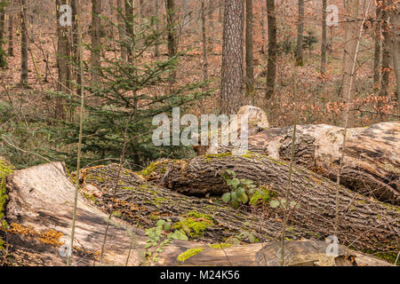 Woodpile of big trees in the forest Stock Photo