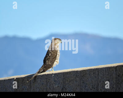 Immature Cooper's hawk (Accipiter cooperii) perching on a wall in Southern California Stock Photo