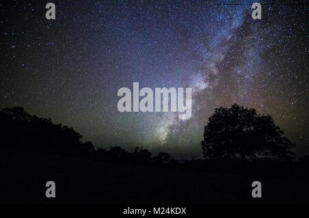 Milky Way and tree on the field. Little tree against night starry sky with blue milky way. Night landscape. Space background. Galaxy. Stock Photo