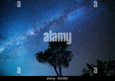 Milky Way and tree on the field. Little tree against night starry sky with blue milky way. Night landscape. Space background. Galaxy. Stock Photo