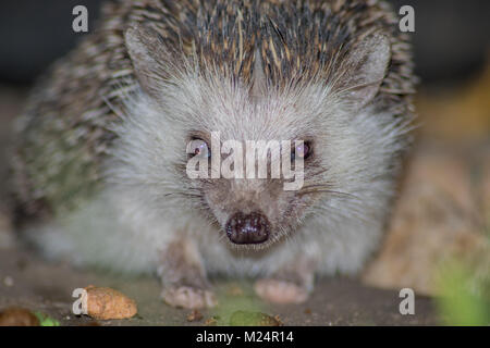 An African Hedgehog enjoying her dinner Stock Photo