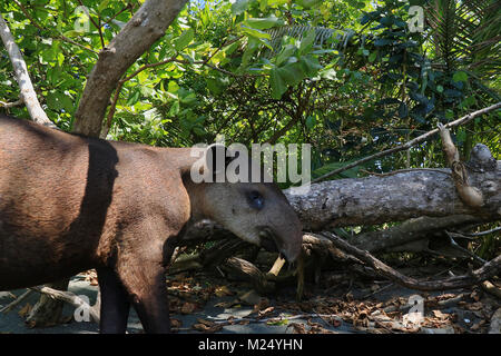 Wild Baird's Tapir (Tapirus bairdii) on a beach in the Corcovado National Park, on the Osa Peninsula in southern Costa Rica. Stock Photo