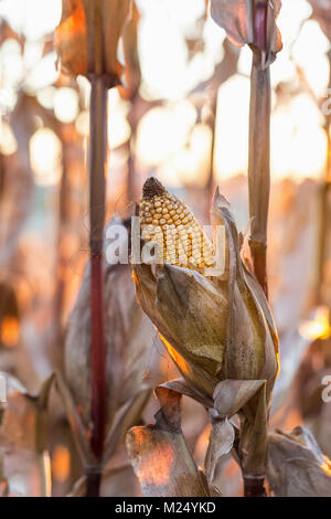 Close-up view of an ear of Corn Stock Photo