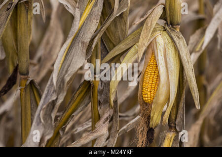 Close-up of an ear of Corn Stock Photo