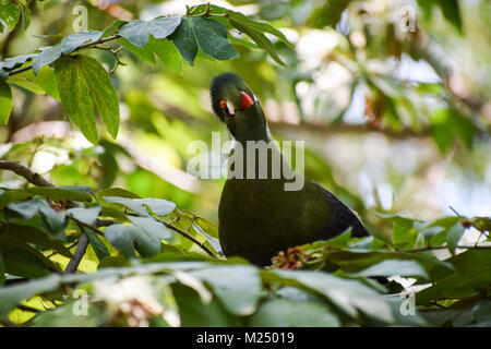 white-cheeked turaco (Tauraco leucotis) with a funny look Stock Photo