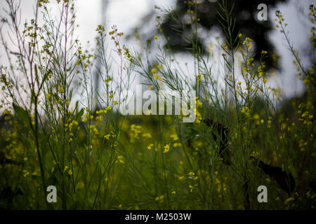 green grass blades on the sun light with few dandelions Stock Photo