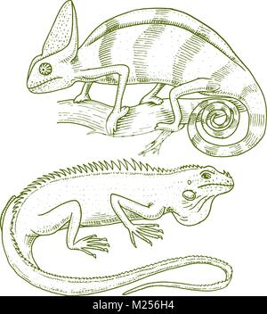 Chameleon Lizard, American green iguana, reptiles or snakes. herbivorous species. vector illustration for book or pet store, zoo. engraved hand drawn in old sketch. Stock Vector