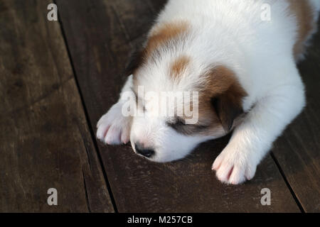 Thai bangkaew dog,  puppy bangkaew dog sleeping on wooden floor Stock Photo