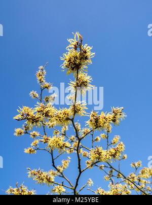 Hybrid witch hazel (Hamamelis × intermedia) Pallida, deciduous shrub showing yellow flowers in winter / early spring Stock Photo