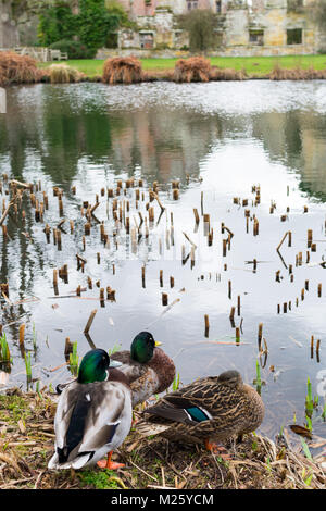 Three ducks by a large pond Stock Photo