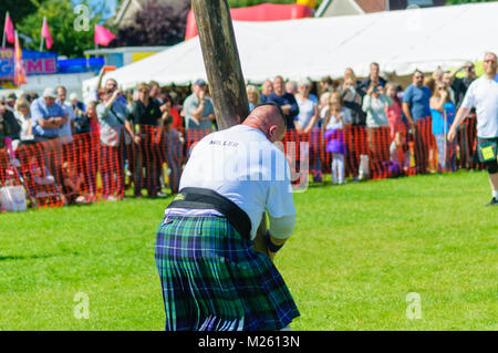 Male prepares to compete in tossing the caber competition at the Dundonald Highland Games, Ayrshire, which celebrates traditional Scottish culture Stock Photo