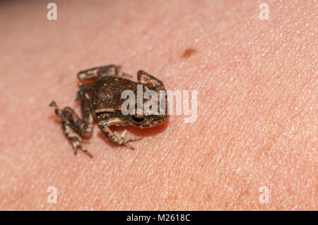 common midwife toad (Alytes obstetricans obstetricans) over the back of the hand, Banyoles, Catalonia, Spain Stock Photo