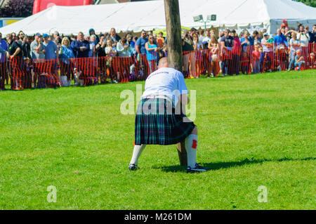 Male prepares to compete in tossing the caber competition at the Dundonald Highland Games, Ayrshire, which celebrates traditional Scottish culture Stock Photo