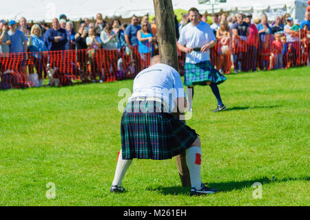 Male prepares to compete in tossing the caber competition at the Dundonald Highland Games, Ayrshire, which celebrates traditional Scottish culture Stock Photo