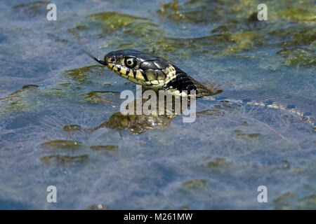 Grass Snake hunting small amphibians in a small pond Stock Photo