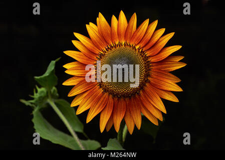 Closeup of Evening Sun, sunflower, with unopenneed bud in background. Black background, Stock Photo