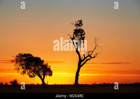 Orange sunset behind two tree ins semi-arid Far Western NSW. Stock Photo