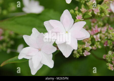 Hydrangea macrophylla 'Fireworks' Stock Photo