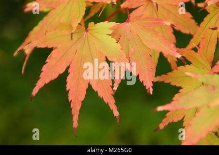 Acer palmatum 'Sango kaku' Japanese maple tree foliage displaying autumnal pinkish yellow colouring (in late summer), UK Stock Photo