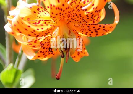 Lilium lancifolium., a striking tiger lily, in flower in an English garden on a bright summer day(August), UK Stock Photo